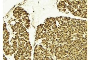 ABIN6274164 at 1/100 staining Mouse pancreas tissue by IHC-P. (NR2F6 anticorps  (N-Term))