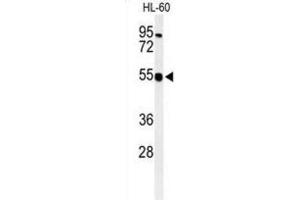 Western Blotting (WB) image for anti-Heparan Sulfate 2-O-Sulfotransferase 1 (HS2ST1) antibody (ABIN3003382) (HS2ST1 anticorps)