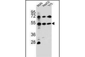 FGFRL1 Antibody (N-term) (ABIN656654 and ABIN2845895) western blot analysis in A549,HepG2,Y79 cell line lysates (35 μg/lane).