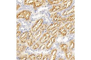 Immunohistochemistry of paraffin embedded rat kidney using Megalin (ABIN7074514) at dilution of 1:1000 (400x lens) (LRP2 anticorps)