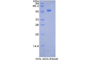 SDS-PAGE analysis of Mouse Pregnane X Receptor Protein. (NR1I2 Protéine)