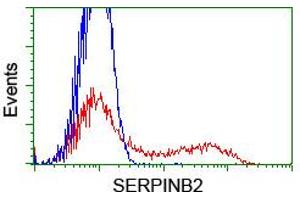 HEK293T cells transfected with either RC203139 overexpress plasmid (Red) or empty vector control plasmid (Blue) were immunostained by anti-SERPINB2 antibody (ABIN2455293), and then analyzed by flow cytometry. (SERPINB2 anticorps)