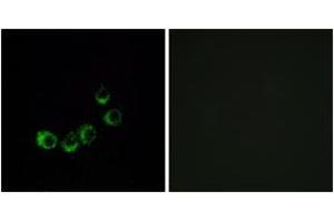 Immunofluorescence analysis of MCF7 cells, using OR10A5 Antibody. (OR10A5 anticorps  (AA 200-249))
