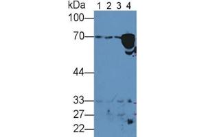 Rabbit Detection antibody from the kit in WB with Positive Control:  Sample Sample: Lane1: Human Lung lysate; Lane2: Human Liver lysate; Lane3: Human Placenta lysate; Lane4: Human Serum.