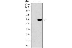 Western Blotting (WB) image for anti-Chromobox Homolog 8 (CBX8) (AA 17-222) antibody (ABIN1843162) (CBX8 anticorps  (AA 17-222))