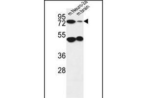 AVL9 Antibody (C-term) (ABIN651037 and ABIN2840044) western blot analysis in mouse Neuro-2a cell line and mouse brain tissue lysates (35 μg/lane). (AVL9 anticorps  (C-Term))