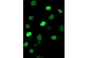 Immunofluorescence (IF) image for anti-Excision Repair Cross Complementing Polypeptide-1 (ERCC1) antibody (ABIN1498067) (ERCC1 anticorps)
