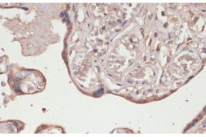 Immunohistochemistry of paraffin-embedded Human placenta using TXNRD1 Polyclonal Antibody at dilution of 1:100 (40x lens). (TXNRD1 anticorps)