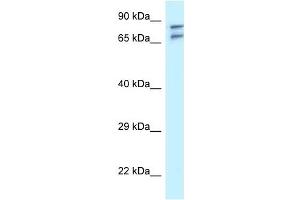 Western Blot showing TNIP1 antibody used at a concentration of 1 ug/ml against U937 Cell Lysate (TNIP1 anticorps  (N-Term))