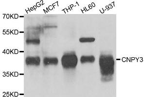 Western blot analysis of extracts of various cell lines, using CNPY3 antibody. (TNRC5 anticorps)