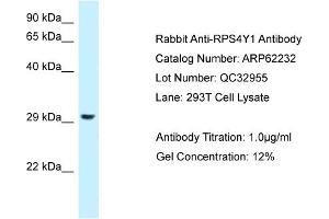 Western Blotting (WB) image for anti-Ribosomal Protein S4, Y-Linked 1 (RPS4Y1) (C-Term) antibody (ABIN2789075) (RPS4Y1 anticorps  (C-Term))