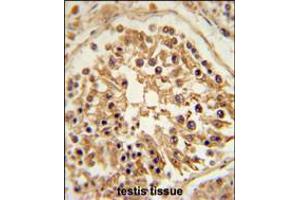 SHCBP1 Antibody immunohistochemistry analysis in formalin fixed and paraffin embedded human testis tissue followed by peroxidase conjugation of the secondary antibody and DAB staining. (SHCBP1 anticorps  (C-Term))