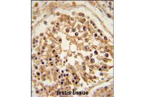 SHCBP1 Antibody immunohistochemistry analysis in formalin fixed and paraffin embedded human testis tissue followed by peroxidase conjugation of the secondary antibody and DAB staining.