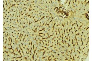 ABIN6276627 at 1/100 staining Mouse liver tissue by IHC-P. (AKR7A2 anticorps  (Internal Region))