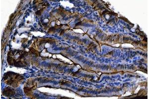 IHC analysis of Fgf19(Fgf15) using anti-Fgf19(Fgf15) antibody (ABIN7600946).
