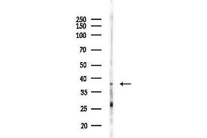 Western blot analysis of lysates from Mouse liver, using SC Antibody at 1/1000 dilution.