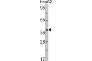 Western Blotting (WB) image for anti-Aminomethyltransferase (AMT) antibody (ABIN3002783) (Aminomethyltransferase anticorps)