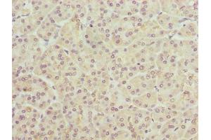 Immunohistochemistry of paraffin-embedded human pancreatic tissue using ABIN7173131 at dilution of 1:100