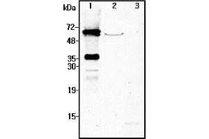 Western blot analysis using anti-NMNAT2 (human), pAb  at 1:4'000 dilution. (NMNAT2 anticorps)