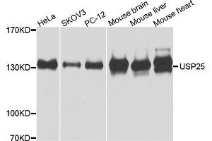 Western blot analysis of extracts of various cell lines, using USP25 antibody. (USP25 anticorps)