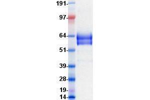 Validation with Western Blot (CD19 Protein (Fc Tag))