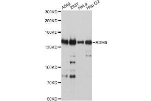 Western blot analysis of extracts of various cell lines, using RBM6 antibody (ABIN4904973) at 1:2000 dilution. (RBM6 anticorps)