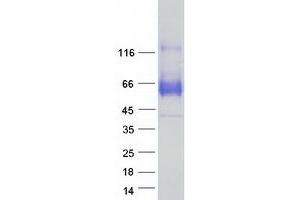 Validation with Western Blot (SYT1 Protein (Transcript Variant 1) (Myc-DYKDDDDK Tag))