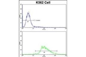 Flow cytometric analysis of K562 cells using LUC7L Antibody (C-term)(bottom histogram) compared to a negative control cell (top histogram)FITC-conjugated goat-anti-rabbit secondary antibodies were used for the analysis.
