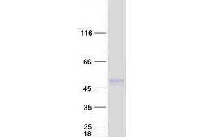 Validation with Western Blot