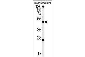 Western blot analysis of ENPP6 Antibody in mouse cerebellum tissue lysates (35ug/lane) (ENPP6 anticorps  (AA 170-197))