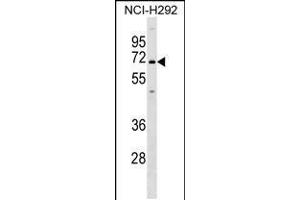 Western blot analysis in NCI-H292 cell line lysates (35ug/lane). (KCNN1 anticorps  (C-Term))