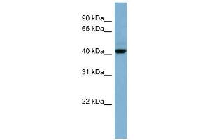 C1ORF102 antibody used at 1 ug/ml to detect target protein.