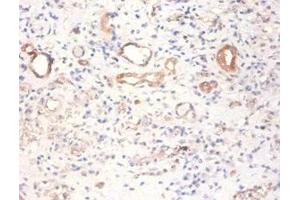 Immunohistochemistry of paraffin-embedded human kidney tissue using ABIN7166912 at dilution of 1:100 (PKM anticorps  (AA 2-192))