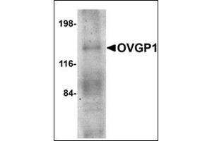 Western blot analysis of OVGP1 in human placenta tissue lysate with this product at 1 μg/ml. (OVGP1 anticorps  (N-Term))