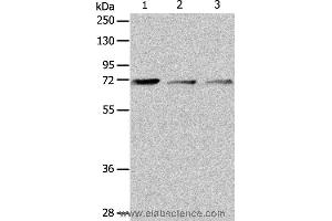 Western blot analysis of RAW264. (IL18RAP anticorps)
