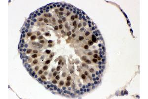 Anti- UBE1C Picoband antibody,IHC(P) IHC(P): Mouse Testis Tissue (UBA3 anticorps  (C-Term))