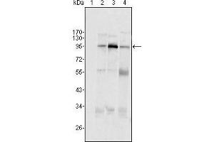 Western blot analysis using SND1/P100 mouse mAb against Hela (1), Jukat (2), HepG2 (3) SMMC-7721 (4) cell lysate. (SND1 anticorps  (AA 361-485))