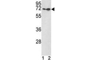 KLF4 antibody western blot with (1) Jurkat, (2) 293 lysate. (KLF4 anticorps  (AA 69-101))
