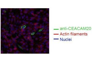 Spectral Confocal Microscopy of CHO cells using HT-12D8. (CEACAM20 anticorps)