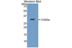 Western Blotting (WB) image for anti-Chymotrypsin C (Caldecrin) (CTRC) (AA 30-268) antibody (ABIN1858708) (Elastase 4 anticorps  (AA 30-268))
