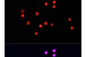 Immunofluorescence analysis of HT-29 cells using UBA1 Polyclonal Antibody at dilution of 1:100. (UBA1 anticorps)