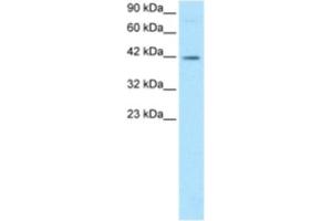 Western Blotting (WB) image for anti-FOS-Like Antigen 2 (FOSL2) antibody (ABIN2460201)