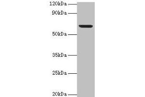 Western blot All lanes: Plbd2 antibody at 2 μg/mL + Mouse brain tissue Secondary Goat polyclonal to rabbit IgG at 1/15000 dilution Predicted band size: 67, 50 kDa Observed band size: 67 kDa (PLBD2 anticorps  (AA 47-594))