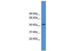 WB Suggested Anti-PSMC3  Antibody Titration: 0.