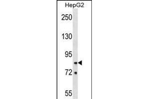 HNRNPR Antibody (N-term) (ABIN1539662 and ABIN2848878) western blot analysis in HepG2 cell line lysates (35 μg/lane). (HNRNPR anticorps  (N-Term))