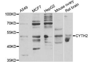 Western blot analysis of extracts of various cell lines, using CYTH2 antibody. (Cytohesin 2 anticorps)