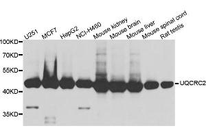 Western blot analysis of extract of various cells, using UQCRC2 antibody. (UQCRC2 anticorps)