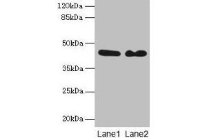 Western blot All lanes: NCK2 antibody at 8 μg/mL Lane 1: Mouse brain tissue Lane 2: Mouse kidney tissue Secondary Goat polyclonal to rabbit IgG at 1/10000 dilution Predicted band size: 43 kDa Observed band size: 43 kDa (NCK2 anticorps  (AA 1-380))