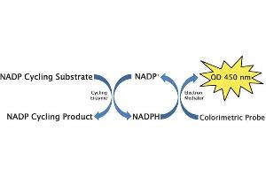 NADP+/NADPH Cycling Assay Principle.
