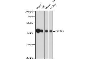 Western blot analysis of extracts of various cell lines, using FB antibody (ABIN7267122) at 1:1000 dilution. (FAM98B anticorps  (AA 1-225))